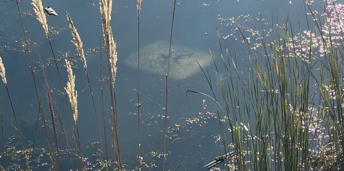Ehliyetsiz sürücü araçla gölete düştü