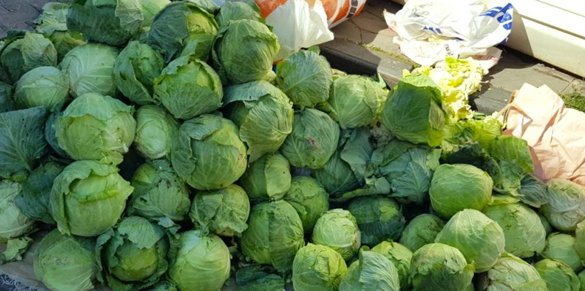 Alucra'da lahana hırsızlığı alarmı