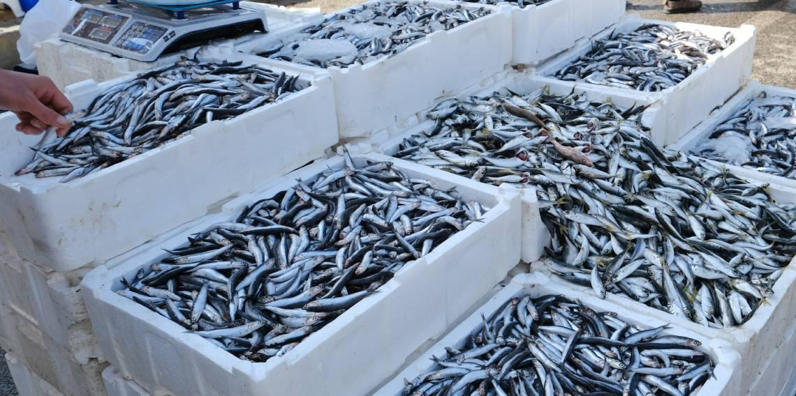 Tezgahlarda hamsi bolluğu