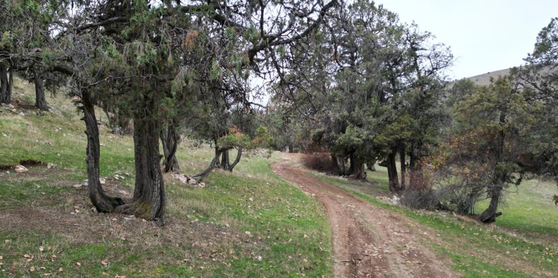 Bu ormana asırlardır balta girmiyor, kuruyup yıkılan ağaçlarda ormanda bırakılıyor