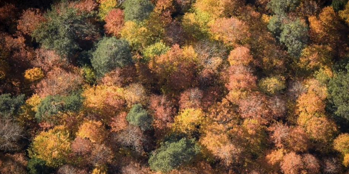 Bolu'da ormanlık alanlarda sonbahar güzelliği