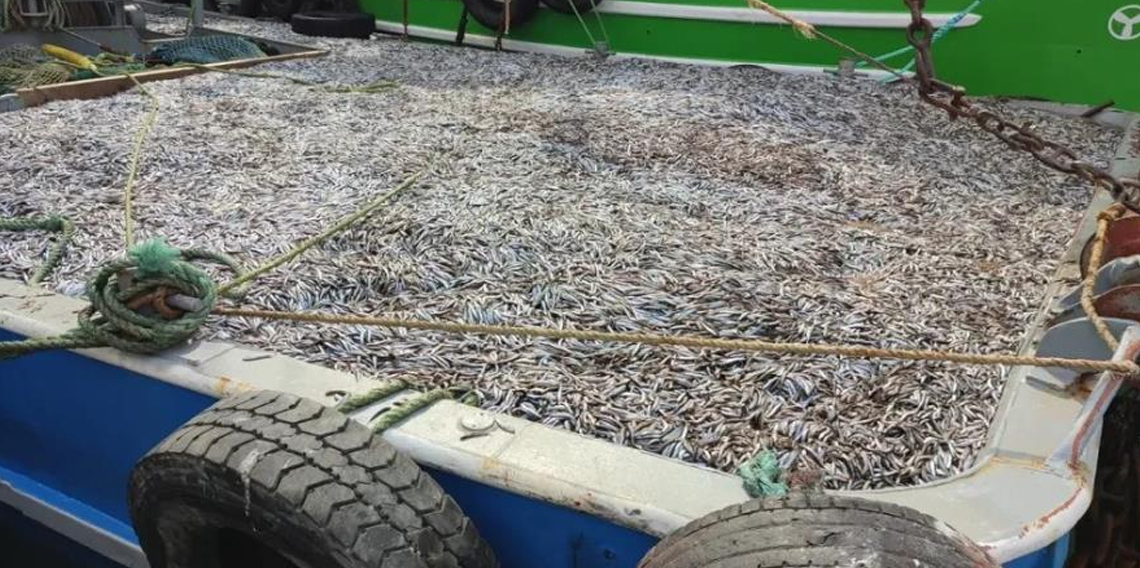 Sinop'ta hamsi denetimleri