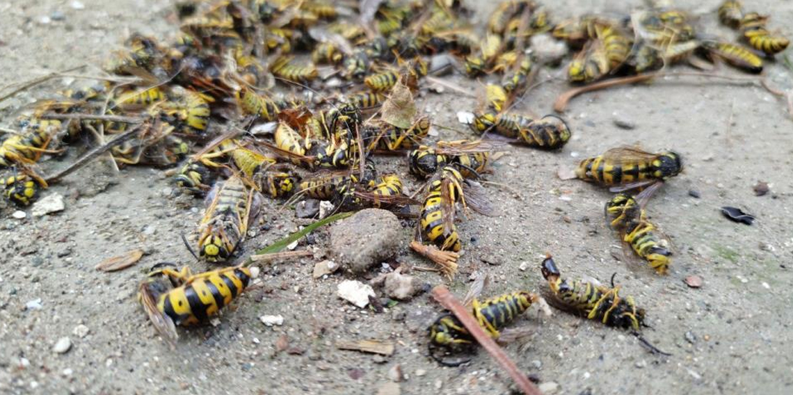 Evin çatısına yuva yapan eşek arıları hastanelik etti