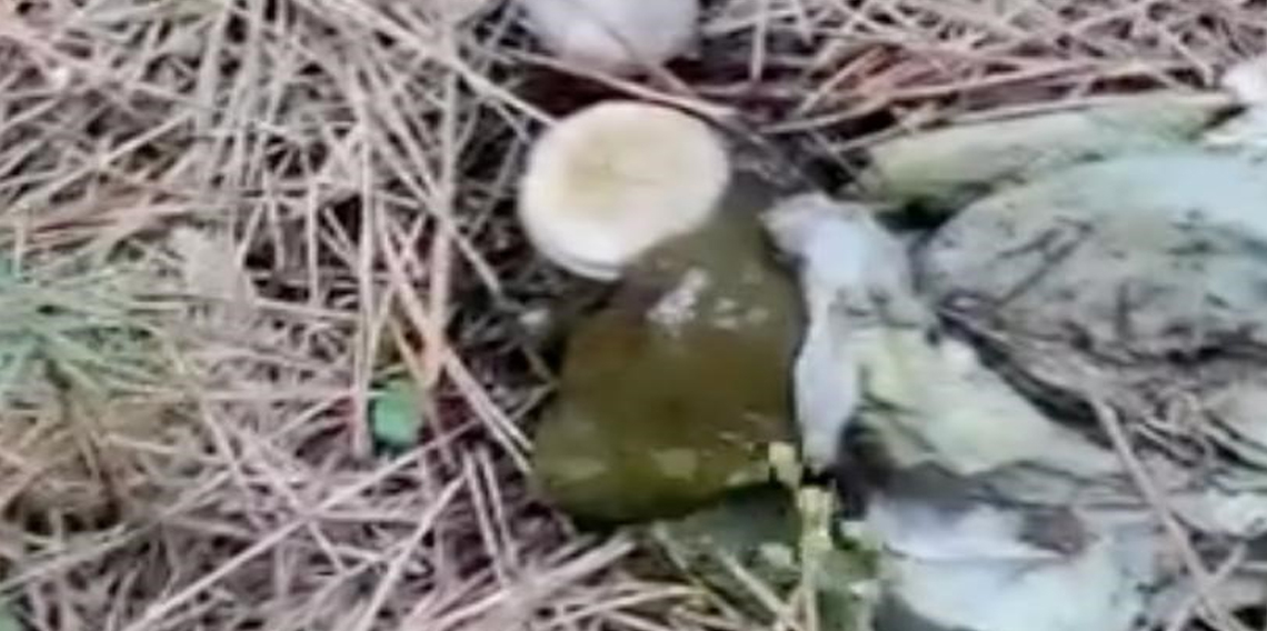 Ormanlık alanda çöp yığınları