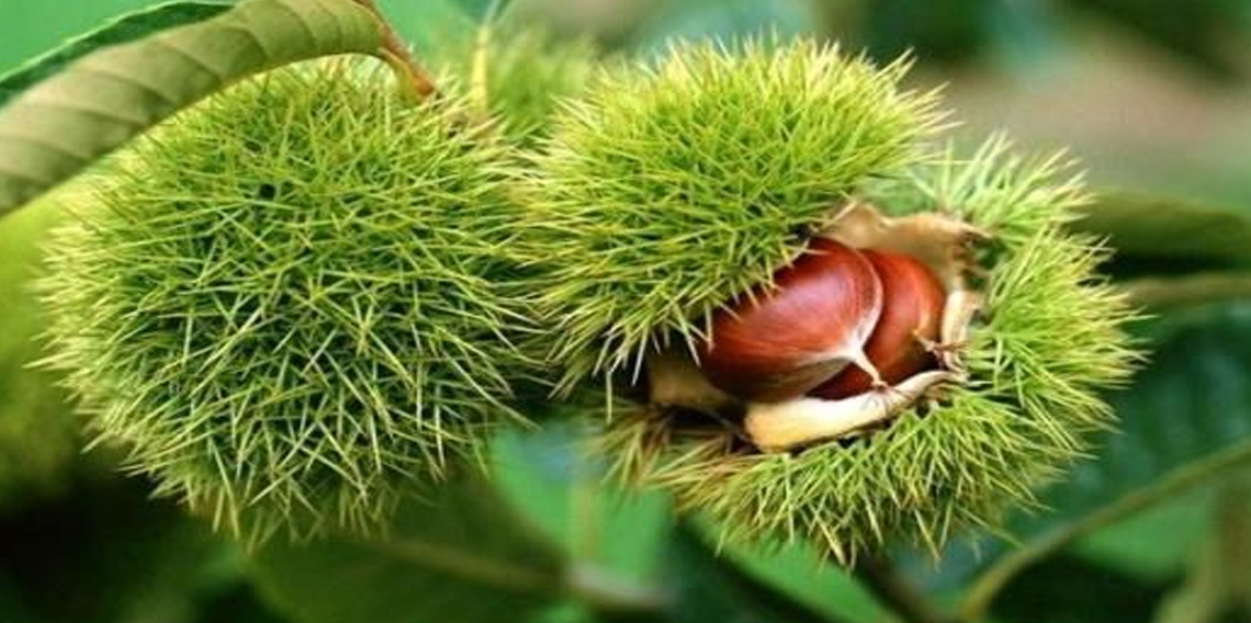 Bakanlık yüzde 75 destek veriyor