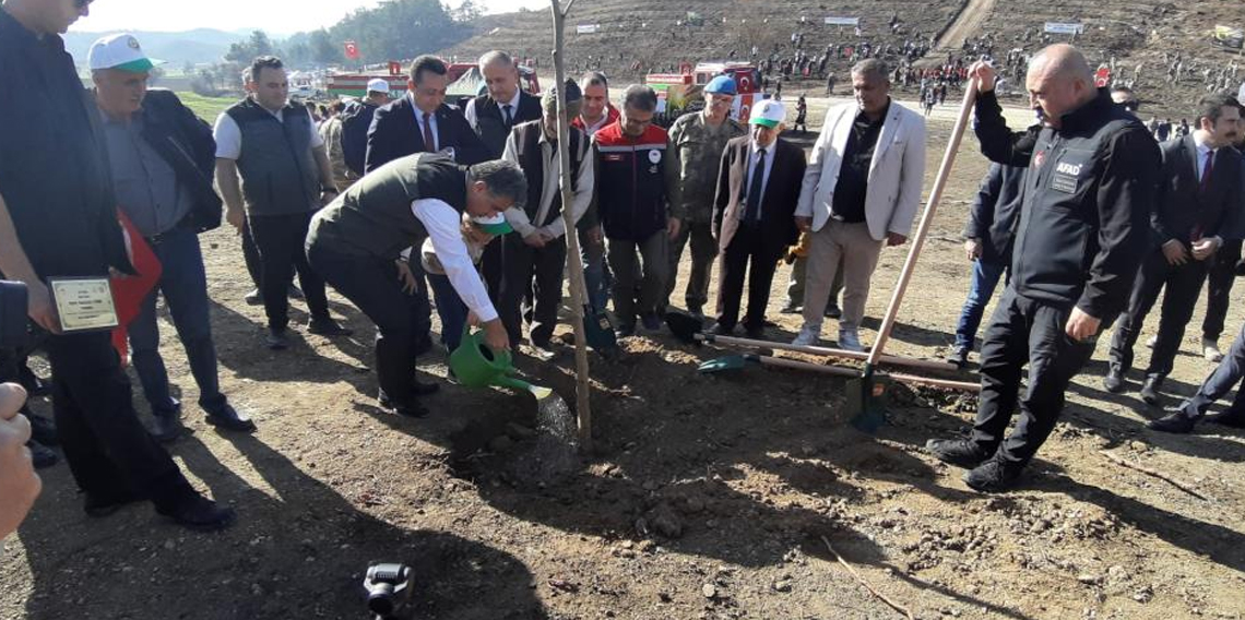 Bolu’da yanan orman yeniden yeşeriyor