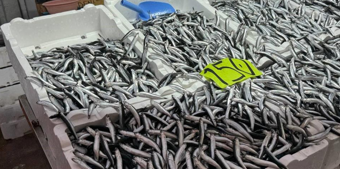 Hava şartları hamsi fiyatını yükseltti