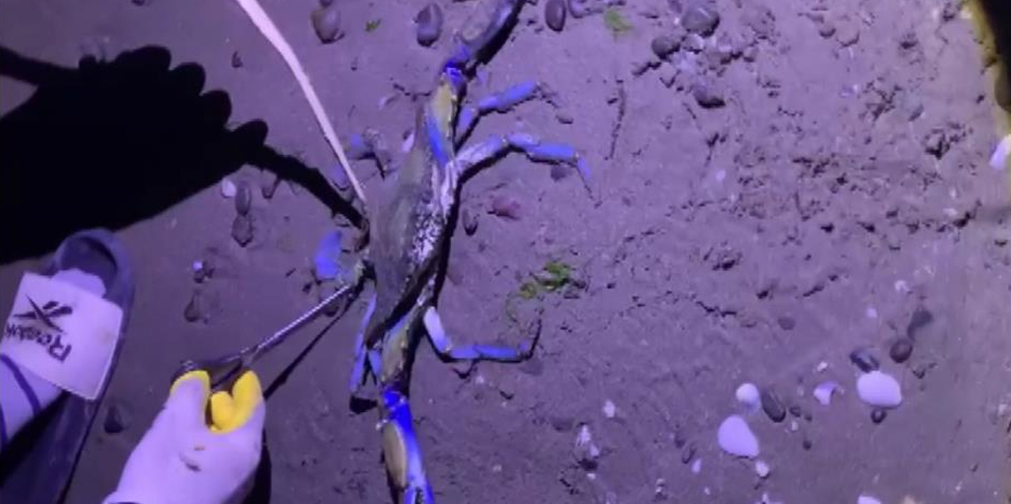 Samsun sahilinde nadir misafir: Mavi yengeç kıyıya vurdu