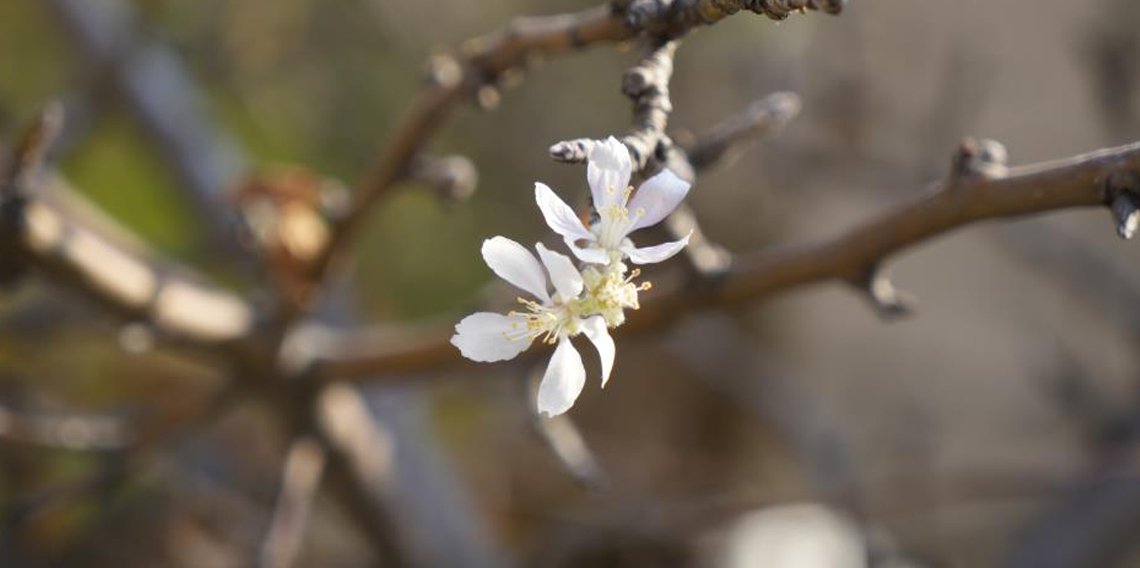 Gümüşhane'de Kasım ayında çiçek açan elma ağacı şaşırttı