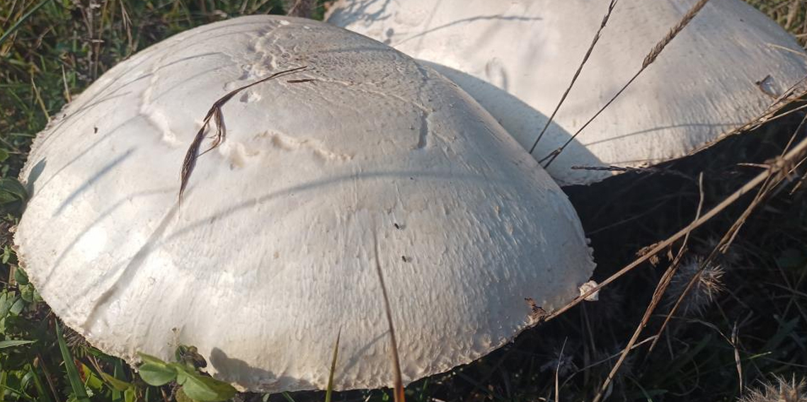 Doğada büyüyen dev mantarlar şaşkına çevirdi