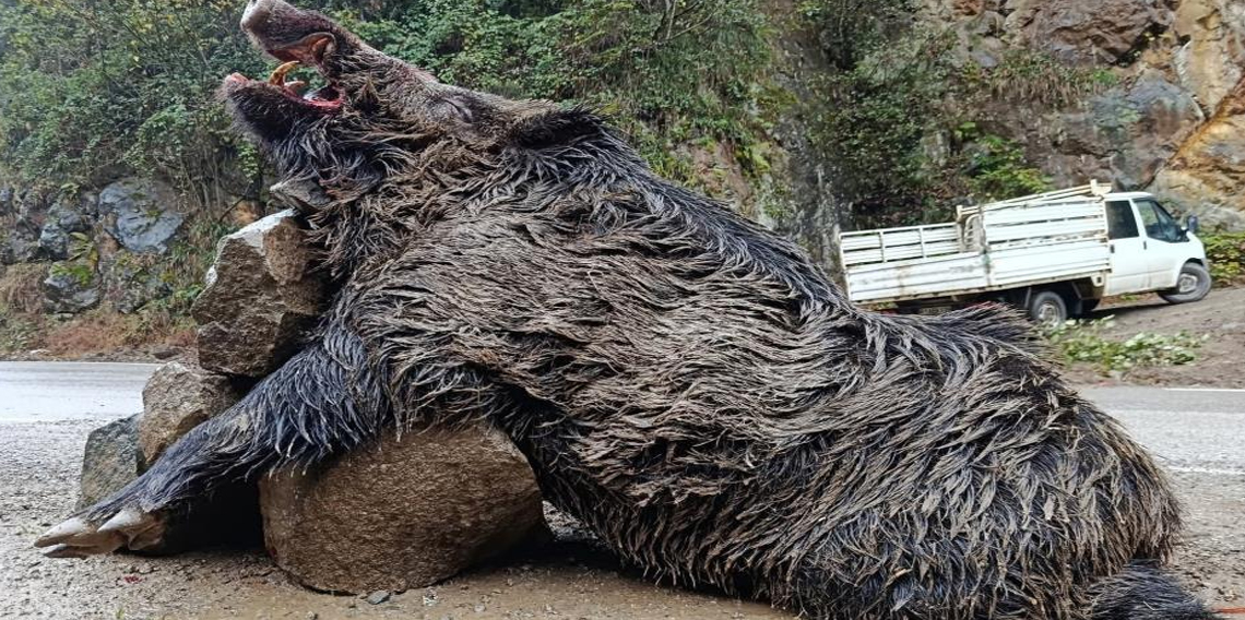 Trabzon'da sürek avında 300 kg'lık domuz fişeklerin hedefi oldu