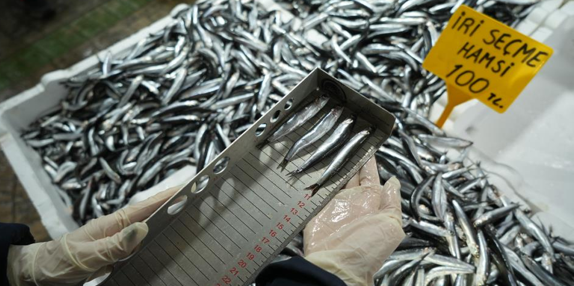 Balık tezgahlarına sıkı denetim