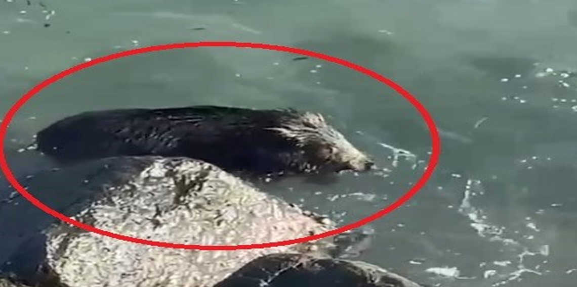 Ordu’da denizde yaban domuzu görüntülendi