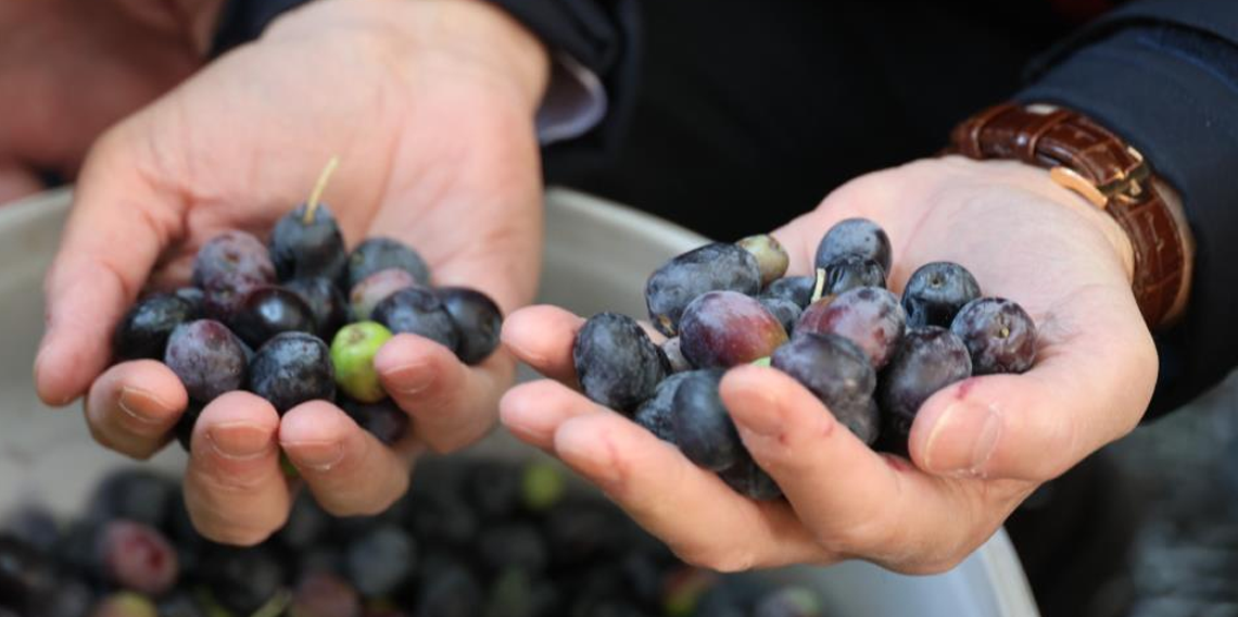 Artvin'de Butko Zeytininin hasadı devam ediyor