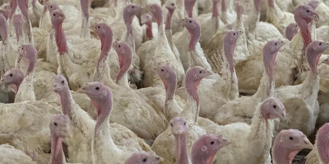 Bolu'da üreticilere 