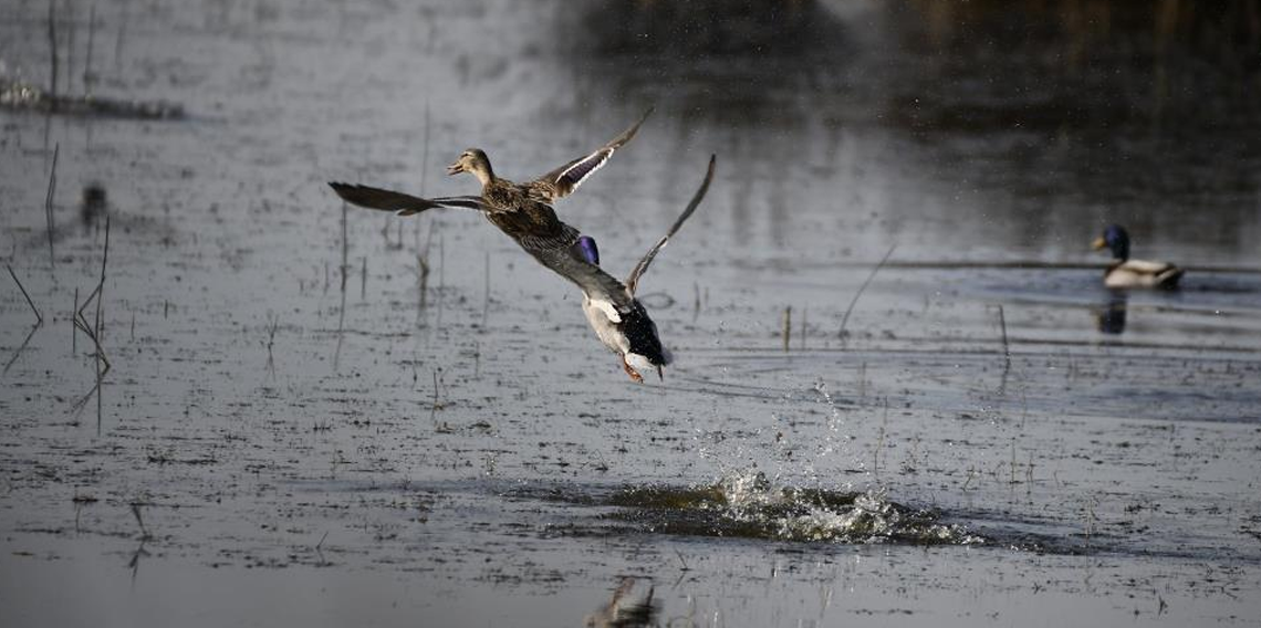 Kuş Cenneti'nde sonbahar