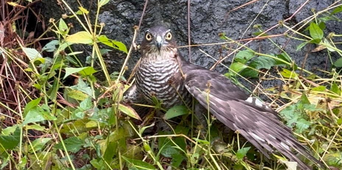 Rize'de atmacalar bıldırcın avında yarıştı