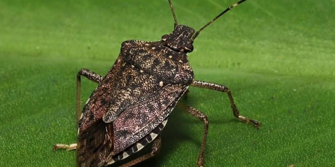 Kokarcaya karşı zehirli mantarlarla biyolojik mücadele yürütülecek