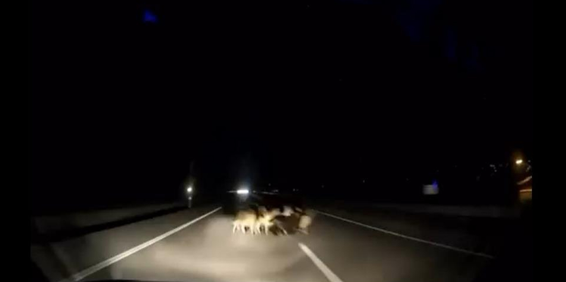 Tokat'ta otomobil sürüye çarptı: 12 koyun telef oldu