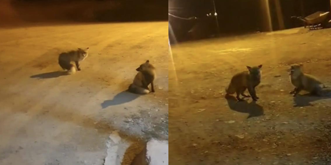 Trabzonlu vatandaş tilkileri için yaylayı terk edip şehre gidemiyor