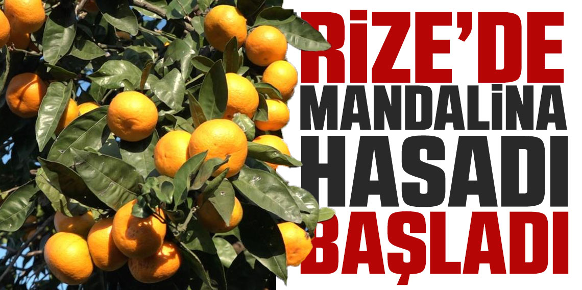 Rize Derepazarı mandalinasında hasat başladı