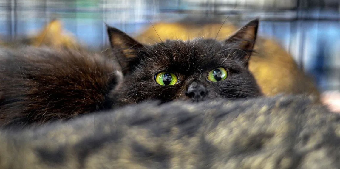 Yeni Zelanda 2050’ye kadar 2.5 milyon kediyi öldürecek