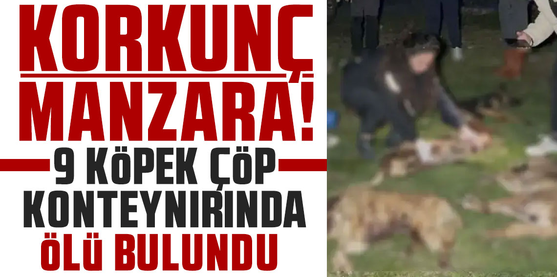 Korkunç manzara: 9 köpek çöp konteynırında ölü bulundu