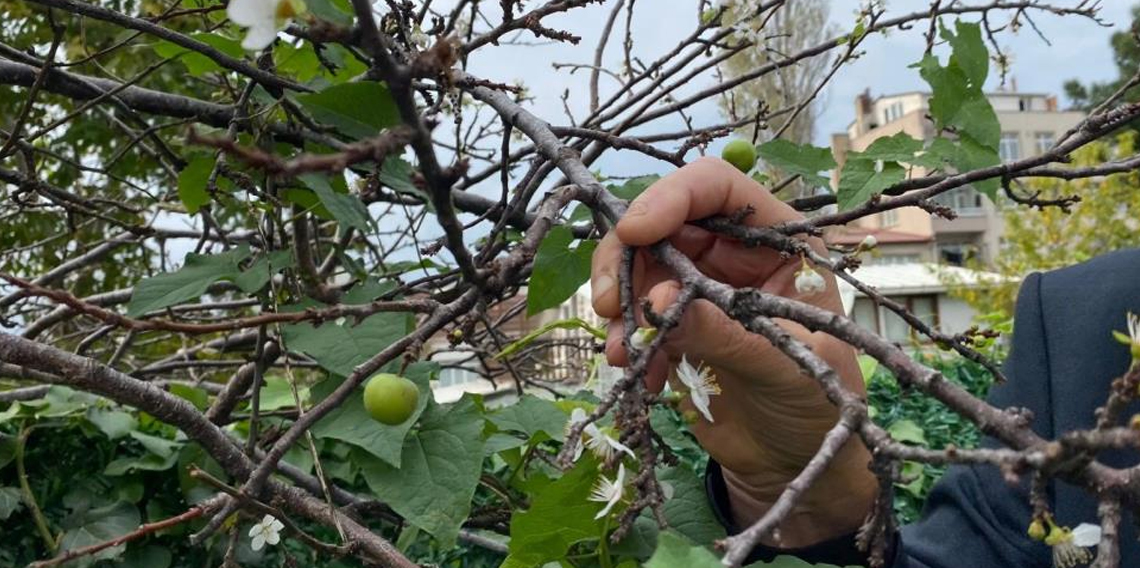 Erik ağacı Kasım ayında çiçek açıp meyve verdi