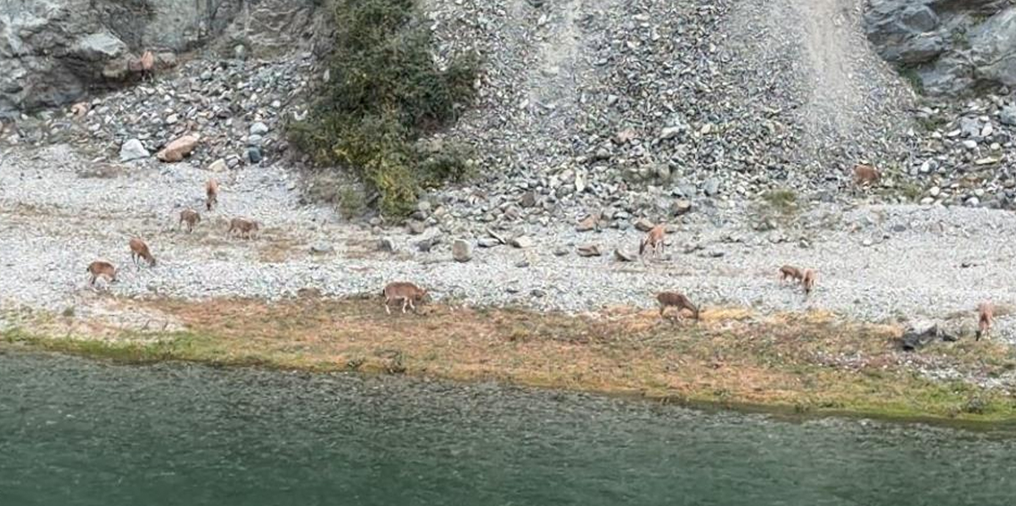 Artvin’de dağ keçileri görüntülendi
