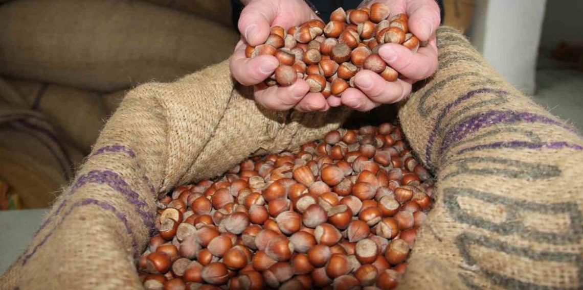 Giresun'da fındık fiyatları tekrar yükselişe geçti