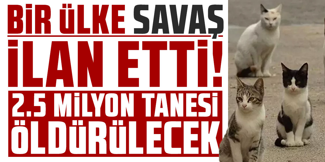Yeni Zelanda 2050 yılına kadar 2.5 milyon kediyi öldürecek