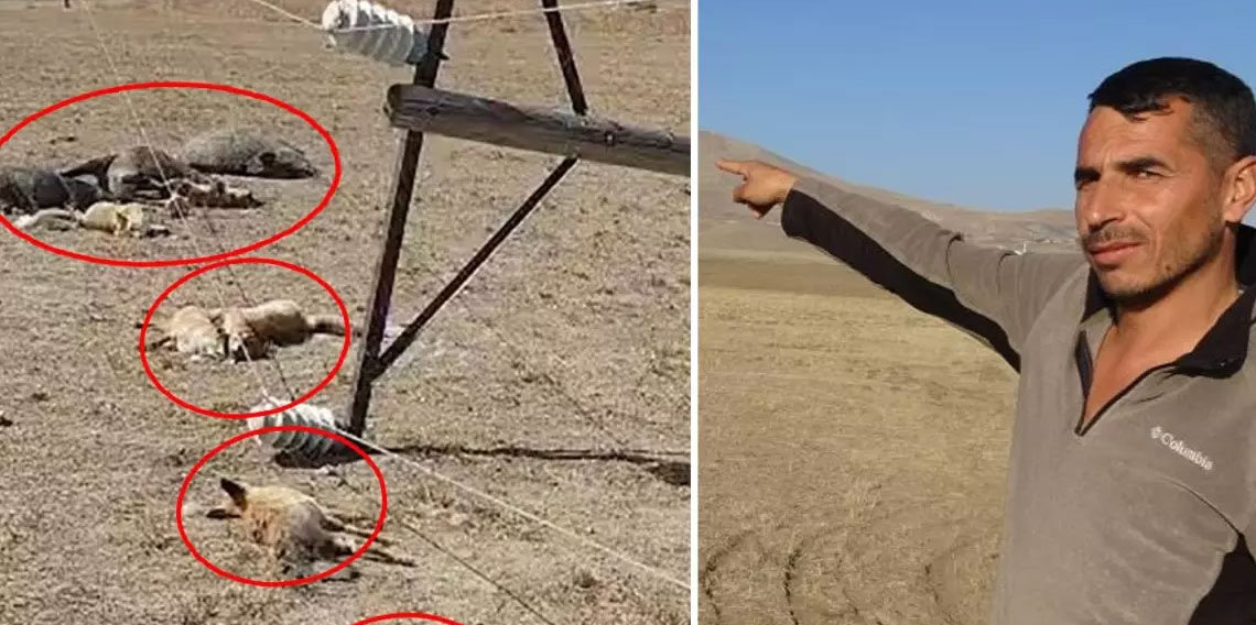 Hayvan otlatırken gördüğü manzara karşısında dehşete düştü