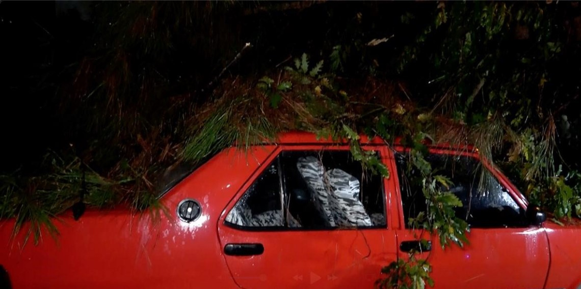 Antalya’da yağmur ve şiddetli rüzgar 10 metrelik ağacı devirdi