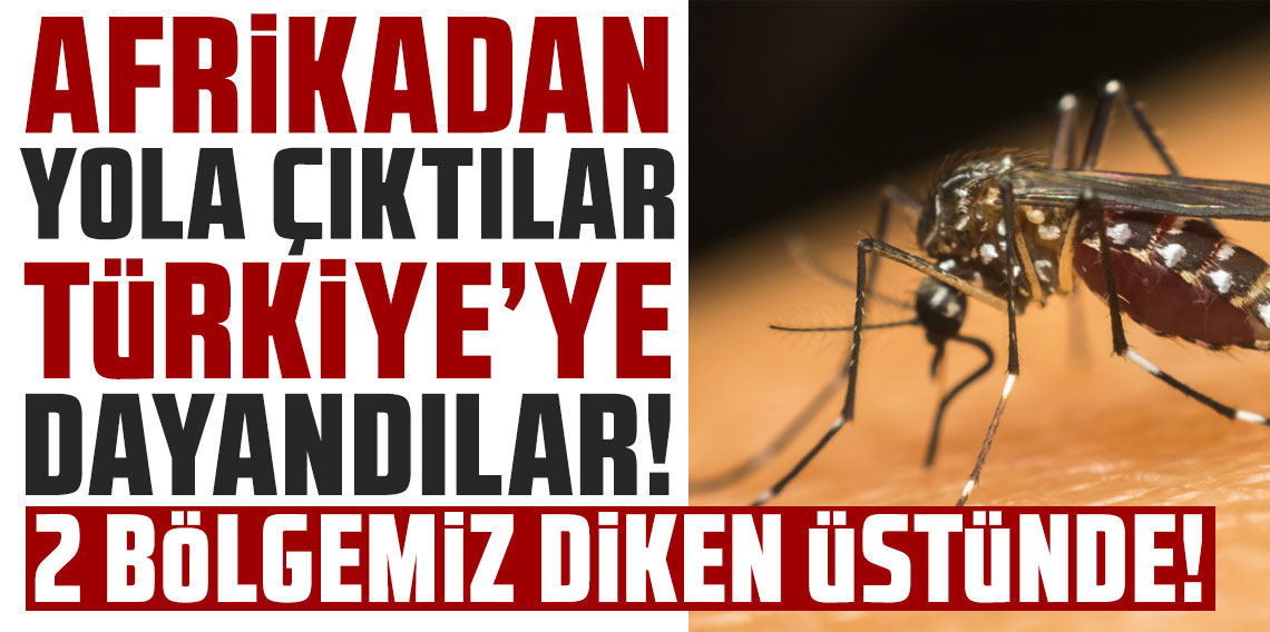 Afrika'dan yola çıktılar Türkiye'ye dayandılar: 2 bölgemiz diken üstünde