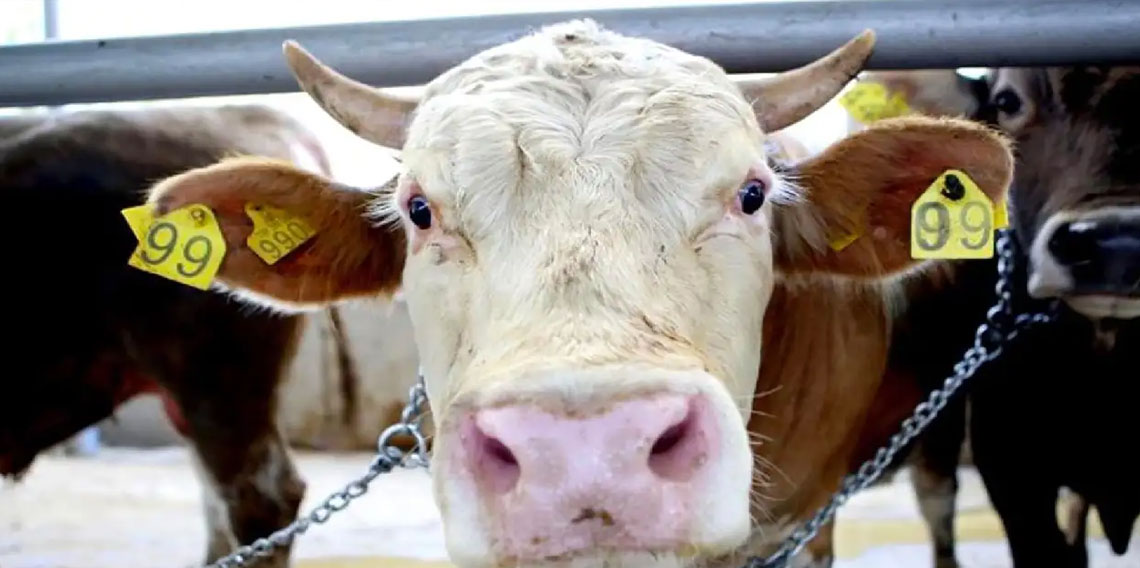 Giresun’da 118 bin büyükbaş hayvana şap aşısı yapıldı