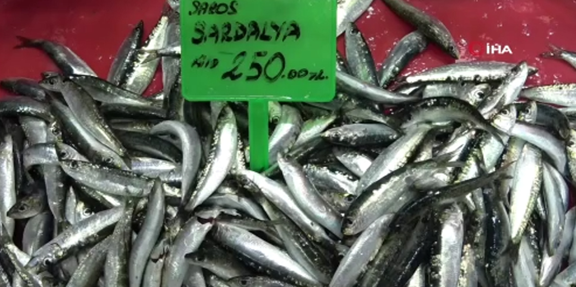 Hamsi bolluğu av baskısı oluşturdu