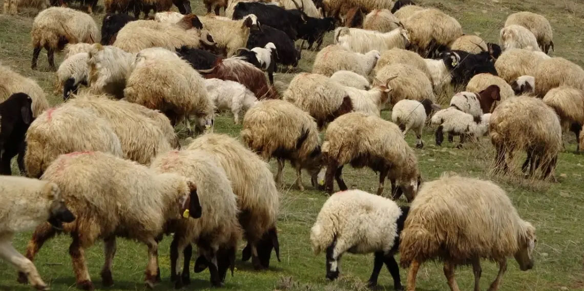 Komşuda korkutan salgın: yüz binlerce koyun ve keçi itlaf edildi