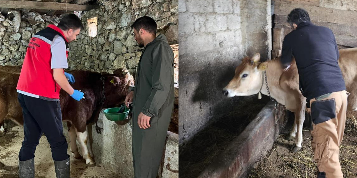 Giresun’da 450 binden fazla hayvan aşılandı