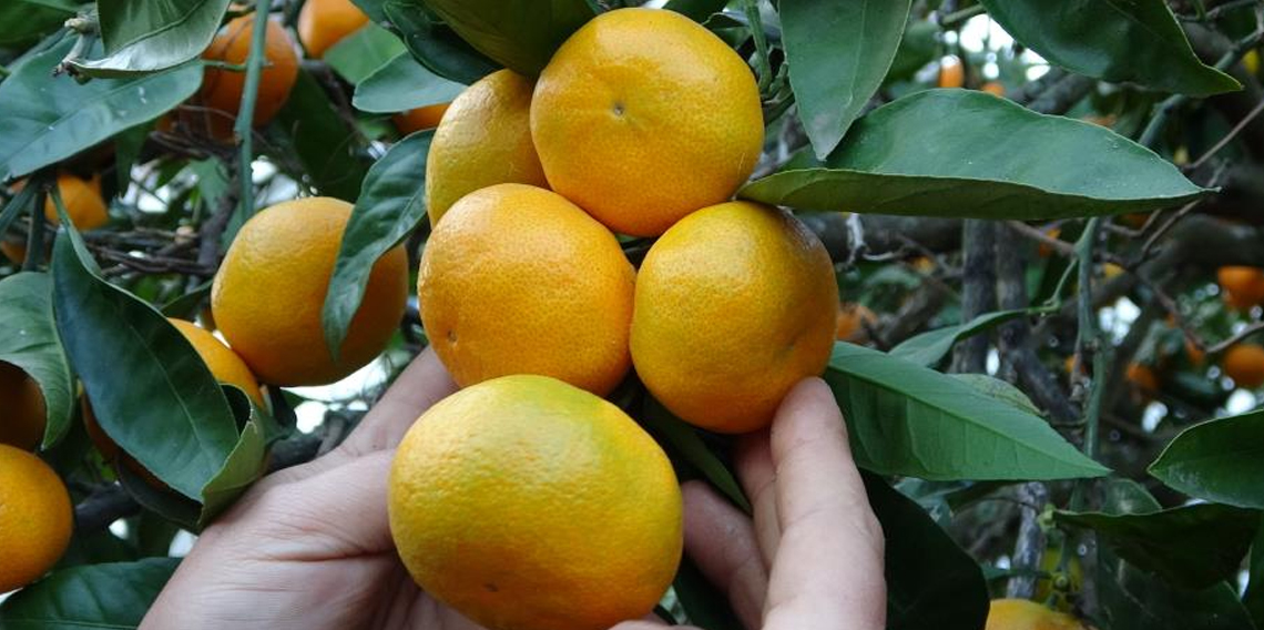 Ordu'da narenciye hasadı başladı
