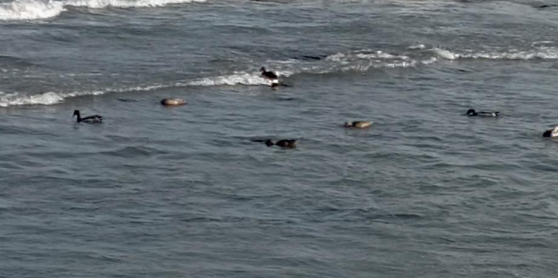 Ordu'da yaban ördekleri şöleni