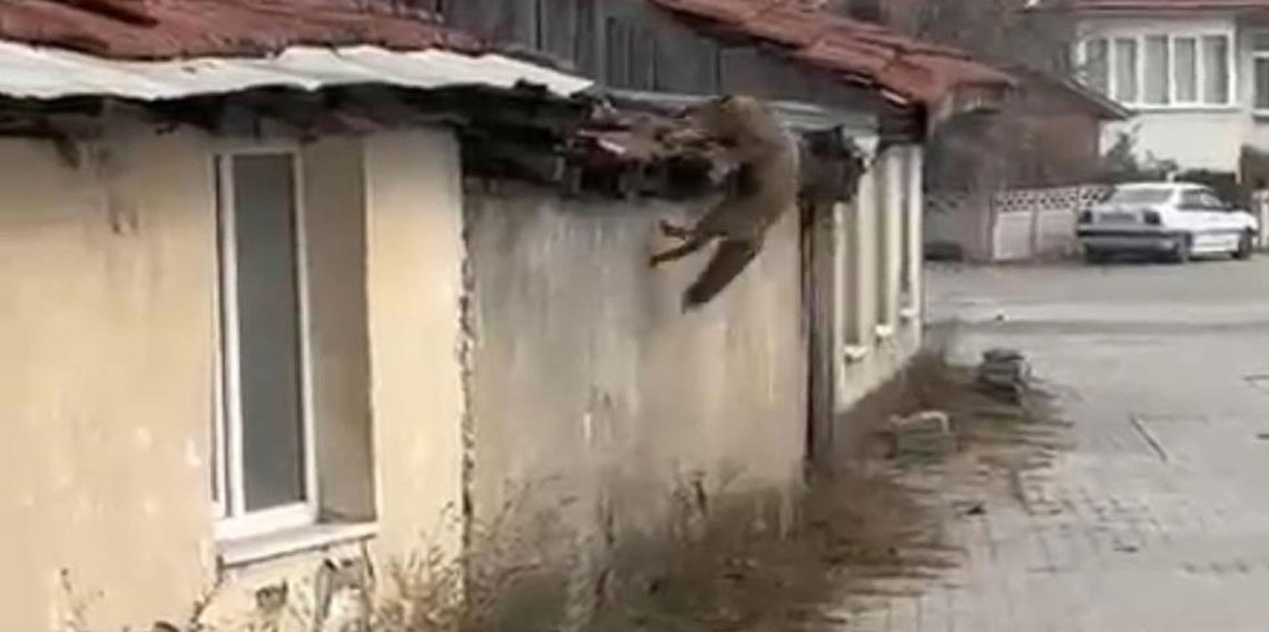 Köpek seslerini duyan tilkinin yaşadığı panik kamerada