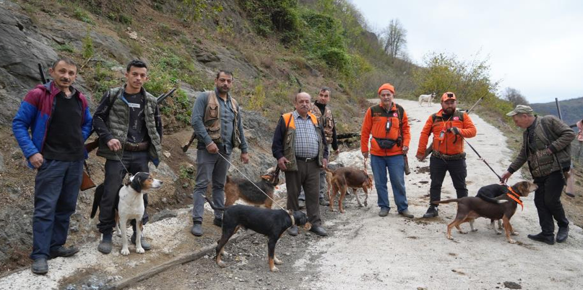 Samsun'da domuz alarmı: Avcılığa 