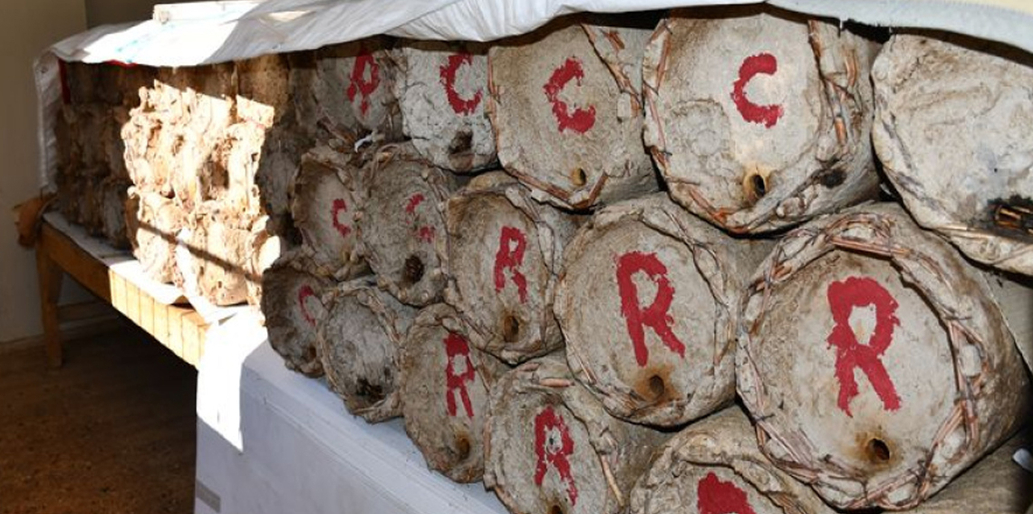 Misafir odasını bal arılarına ayırdı