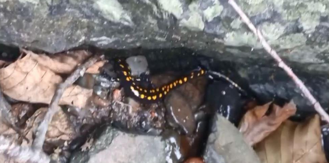 Nesli tehlike altındaki Kafkas semenderi Şavşat’ta görüntülendi