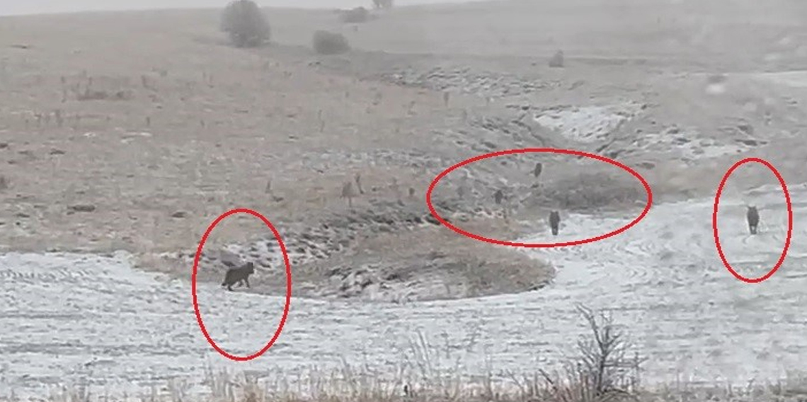 Bayburt'un köylerinde kurt sürüleri görüldü