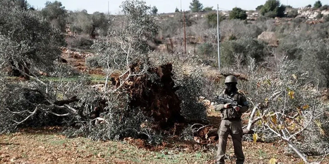 İsrail, Batı Şeria’da bir haftada 3 binden fazla ağaca zarar verdi