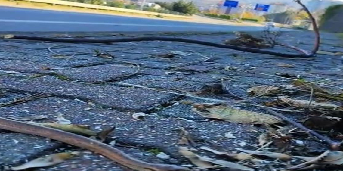 Trabzon'da yılanlar kış uykusuna yatmadı