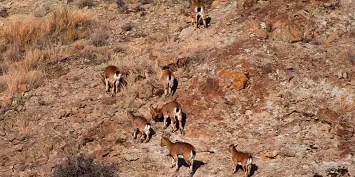 Artvin'de yaban hayatı için envanter çalışması yapıldı