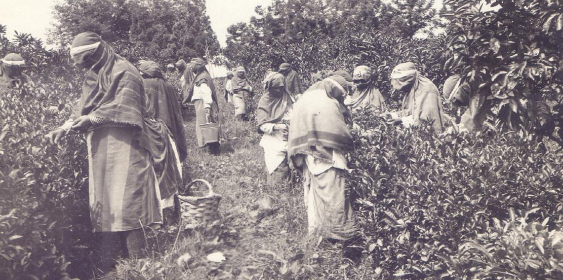 Ortaya çıkan arşiv Türk Çayı'nın tarihine ışık tutuyor