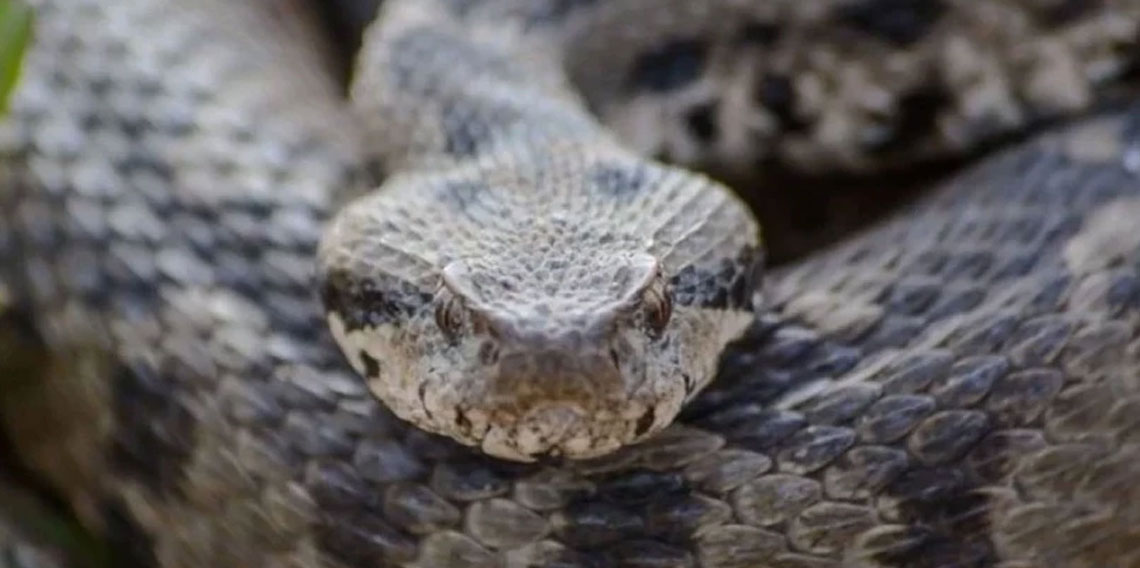 Osmanlı engereğinin yayılış haritası genişledi